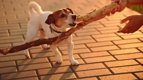 Jack Russell Terrier playing tug of war with big stick at sunset, active dog Stock Footage 345448512