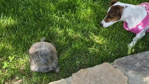 Jack Russell Terrier Playing with Turtle on Green Grass. A small white and .. 스톡 동영상 333561920