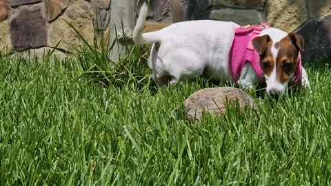 Jack Russell Terrier Playing with Turtle on Green Grass. A small white and .. 스톡 동영상 333561921