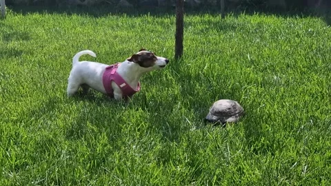 Jack Russell Terrier Playing with Turtle on Green Grass. A small white and .. Video stock 333561934