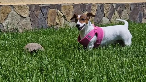 Jack Russell Terrier Playing with Turtle on Green Grass. A small white and .. Stock Footage 333561942