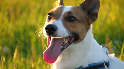 Jack Russell terrier portrait at spring. Stock Footage 155491257