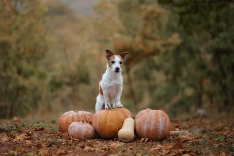 Jack Russell Terrier posing with pumpkin harvest in forest Stock Photos