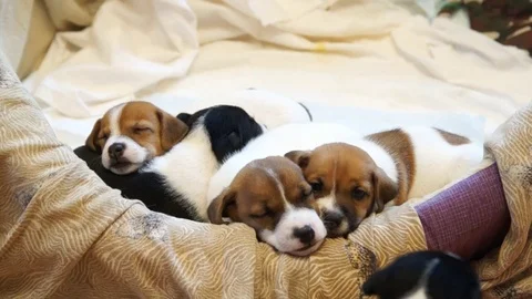 Jack Russell Terrier puppies Stock Footage 80109853