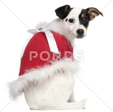 Jack Russell Terrier puppy, 5 months old, wearing a Christmas jumper in front of Stock Photos