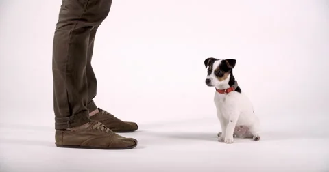 Jack Russell Terrier Puppy learning tricks Stock Footage 48474982