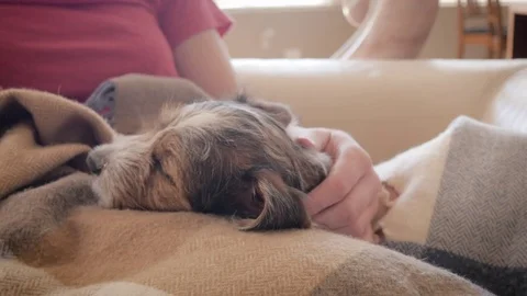 Jack Russell Terrier Puppy Naps on a Woman's lap Stock Footage 80269742