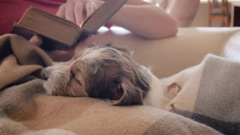 Jack Russell Terrier Puppy Naps on a Woman's lap While She Reads a Book Stock Footage 80270684