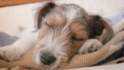 Jack Russell Terrier Puppy Naps on a Flannel Blanket Stock Footage 80406653