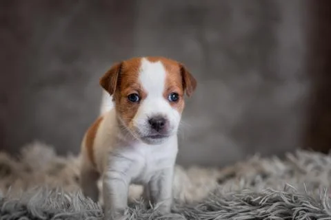 Jack Russell Terrier puppy with spots on the muzzle, stands on a terry rug wi Stock Photos