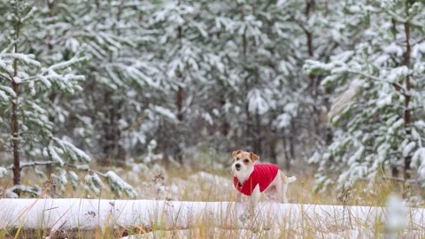 Jack Russell Terrier in a red jacket and hat stands alone in the forest Stock Footage 254266480