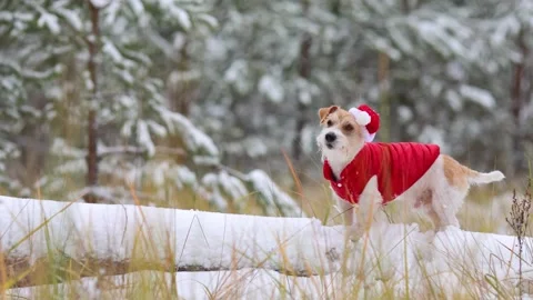 Jack Russell Terrier in a red jacket and hat stands alone in the forest Stock Footage 254266974