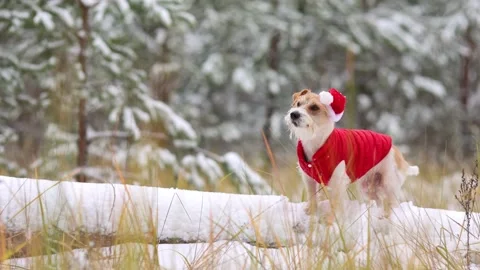 Jack Russell Terrier in a red jacket and hat stands alone in the forest Stock Footage 254267056