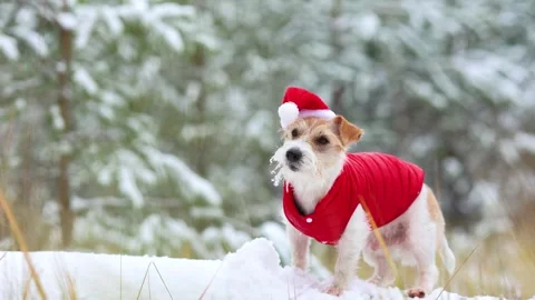Jack Russell Terrier in a red jacket and hat stands alone in the forest 스톡 동영상 254267344