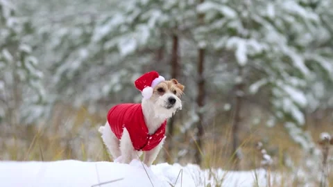 Jack Russell Terrier in a red jacket and hat stands alone in the forest Stock Footage 254267448