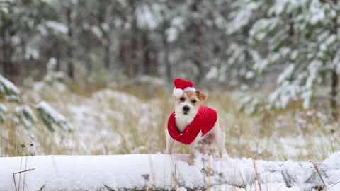 Jack Russell Terrier in a red jacket and hat stands alone in the forest Stock Footage 254267737