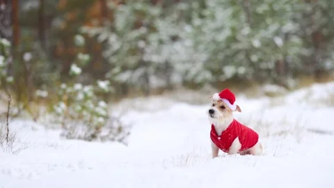 Jack Russell Terrier in a red jacket and hat stands alone in the forest Stock Footage 254267827