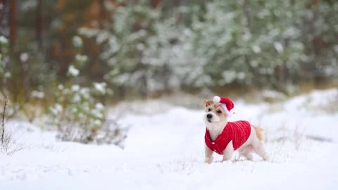Jack Russell Terrier in a red jacket and hat stands alone in the forest Stock Footage 254268628