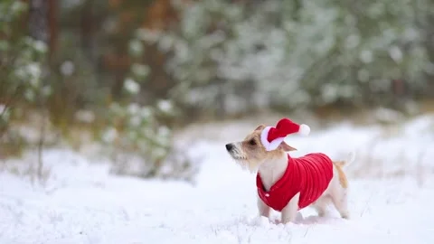 Jack Russell Terrier in a red jacket and hat stands alone in the forest Stock Footage 254268794