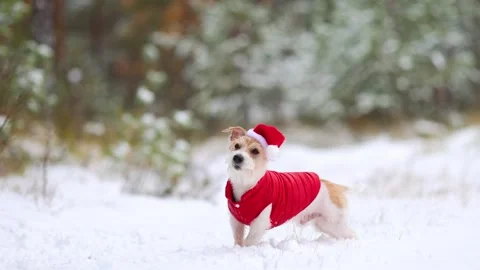 Jack Russell Terrier in a red jacket and hat stands alone in the forest Stock Footage 254269070