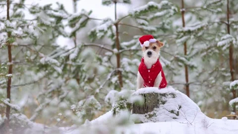 Jack Russell Terrier in a red jacket and hat stands alone in the forest Stock Footage 254269862