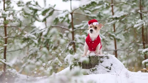 Jack Russell Terrier in a red jacket and hat stands alone in the forest Stock Footage 254270324