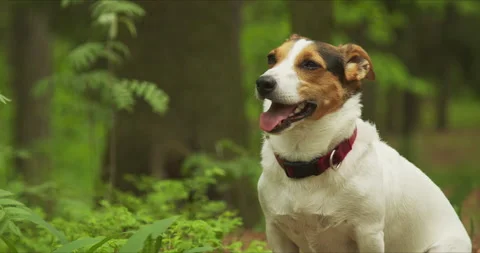 Jack Russell Terrier resting in clearing in the woods Stock Footage 142223426