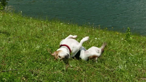 Jack Russell Terrier Rolling in the Grass Stock Footage 236714672