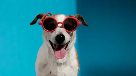 Jack Russell terrier in round red sunglasses looks at camera on blue Stock Footage 154289828