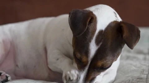 Jack Russell Terrier Scratching Face, Close-up. Jack Russell Terrier Groomi.. Stock Footage 306934633