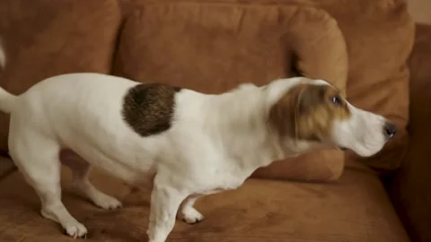 Jack Russell Terrier Shaking Head in Motion Blur on Sofa. A dog shaking its.. Video stock 331971505