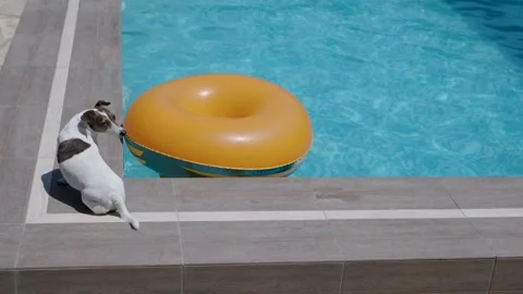 Jack Russell terrier sitting poolside looking at floating inflatable ring Stock-Footage 344102149