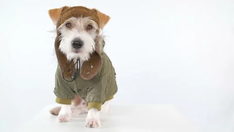 Jack Russell Terrier is sitting on a table dressed as a pilot and tanker Stock Footage 174823025