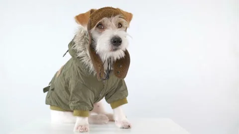 Jack Russell Terrier is sitting on a table dressed as a pilot and tanker Video stock 174828148