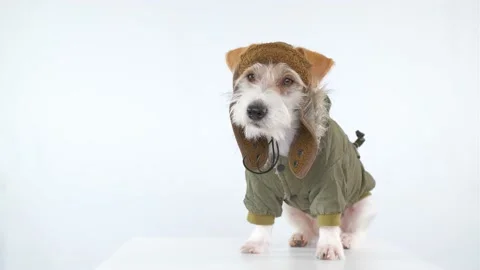 Jack Russell Terrier is sitting on a table dressed as a pilot and tanker Video stock 174829553