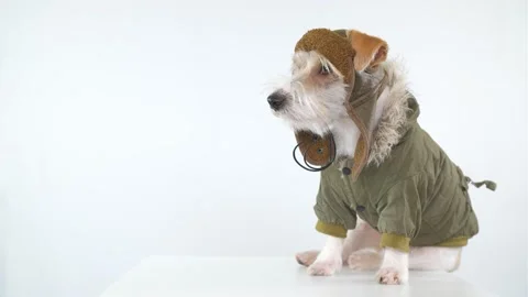 Jack Russell Terrier is sitting on a table dressed as a pilot and tanker Video stock 174833127