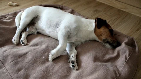 Jack Russell terrier sleeping and wake up Stock Footage 88317210