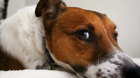 Jack Russell Terrier Sleeping in Bed Stock Footage 115801079
