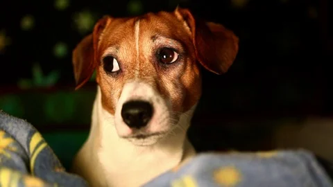 Jack russell terrier sleeping Video stock 122376158