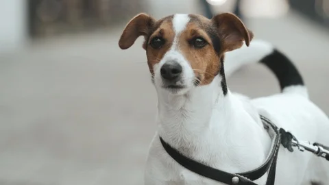 Jack Russell Terrier in slow motion Stock Footage