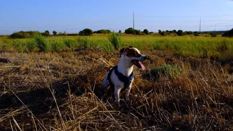 Jack Russell Terrier slow motion Stock Footage 251446904