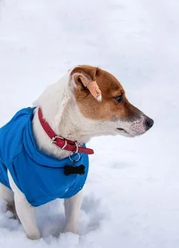 Jack Russell Terrier in the snow Stock Photos