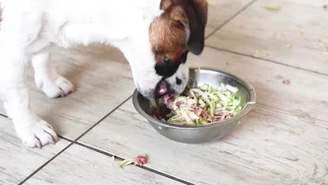 Jack Russell Terrier spits out raw pieces of zucchini mixed with meat while  Stock Footage 327031806