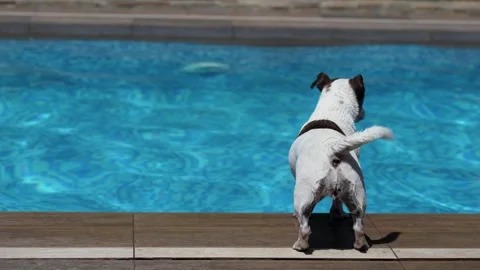 Jack Russell Terrier Standing at Poolside at summer day, 4k Stock Footage 282863514