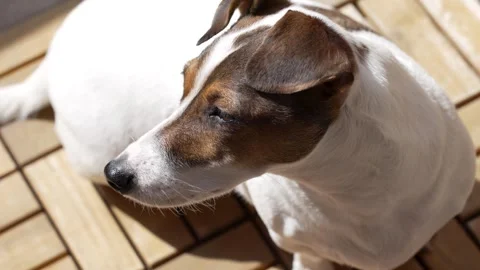 Jack Russell Terrier Standing in Profile Outdoors Stock-Footage 306934751
