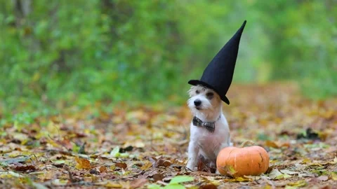 Jack Russell Terrier stands next to a pumpkin in a gloomy autumn forest Stock Footage 253060628