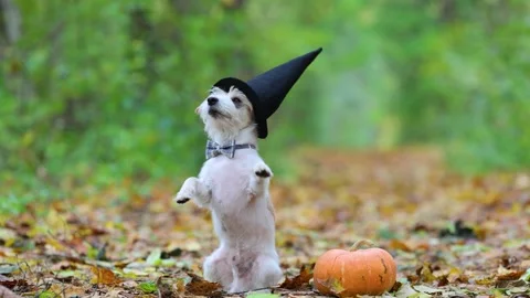 Jack Russell Terrier stands next to a pumpkin in a gloomy autumn forest Stock Footage 253060640