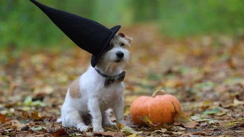Jack Russell Terrier stands next to a pumpkin in a gloomy autumn forest Stock Footage 253060880