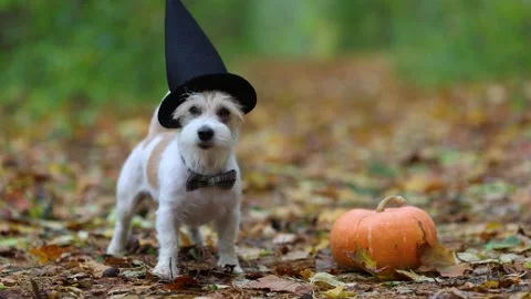 Jack Russell Terrier stands next to a pumpkin in a gloomy autumn forest Stock Footage 253060980