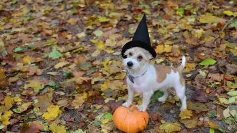 Jack Russell Terrier stands next to a pumpkin in a gloomy autumn forest Stock Footage 253061287